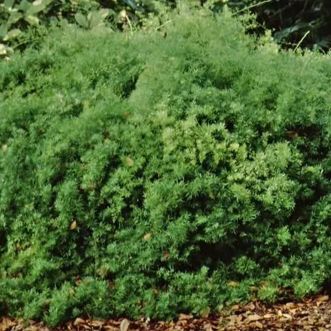 thumbnail for publication: Asparagus densiflorus 'Sprengeri' Sprengeri Asparagus Fern